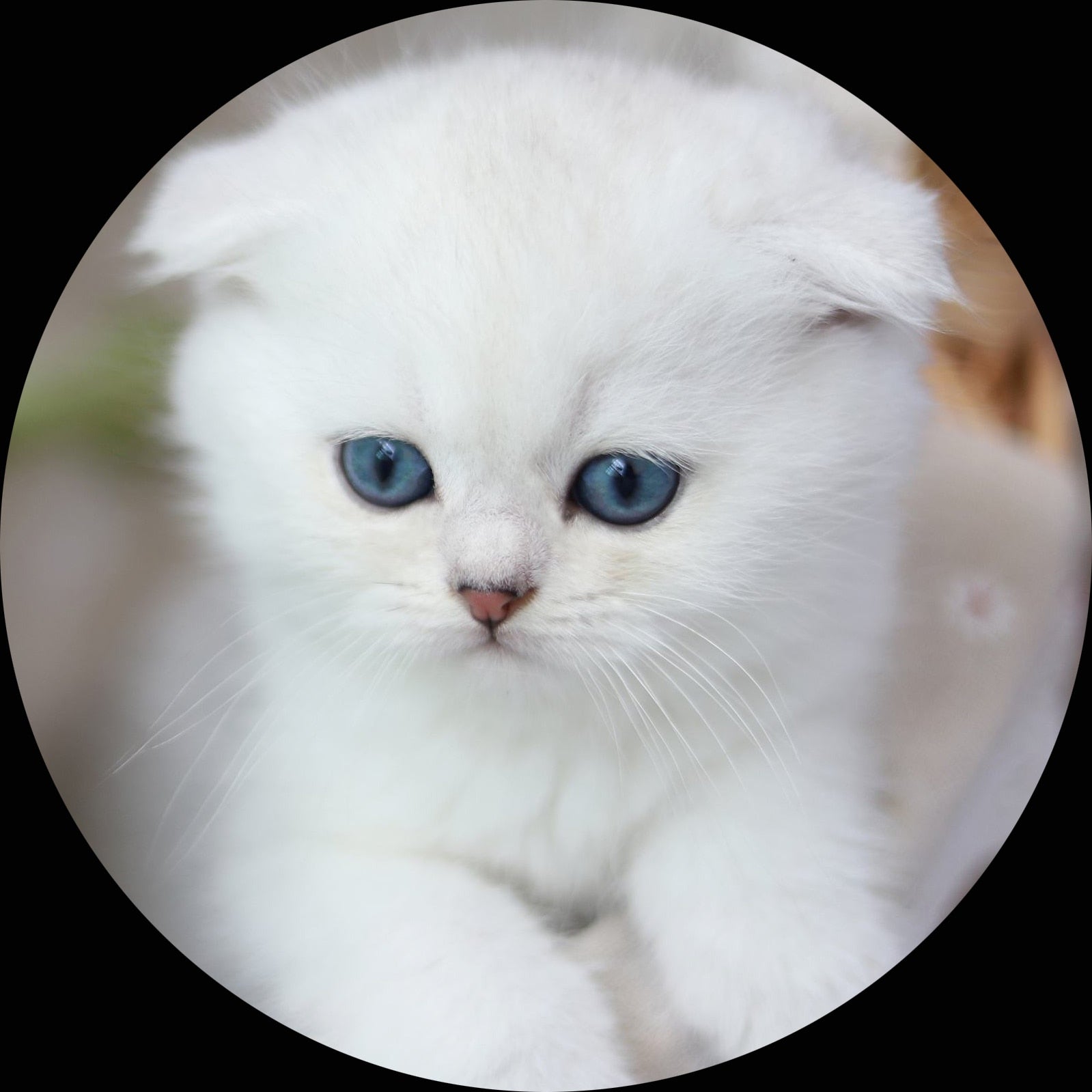 925 Silver Personalized Photo Projection Necklace Gold Petal Sunflower Flower Pendant Customized Photo Jewelry For Women - Charlie Dolly